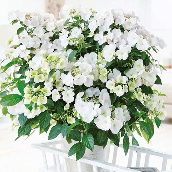 花木苗 アジサイ ラグランジアR ブライダルシャワー（品種登録出願中）1株