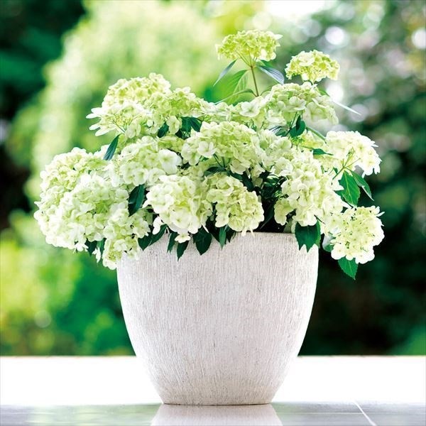 花木苗 アジサイ ラグランジア(R) シャンデリーニ 品種登録出願中 1株