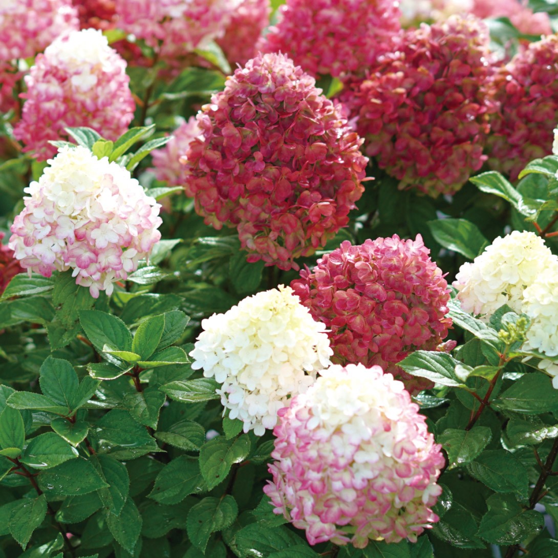 花木苗 ノリウツギ グランデライムパンチ(品種登録出願予定) 1株