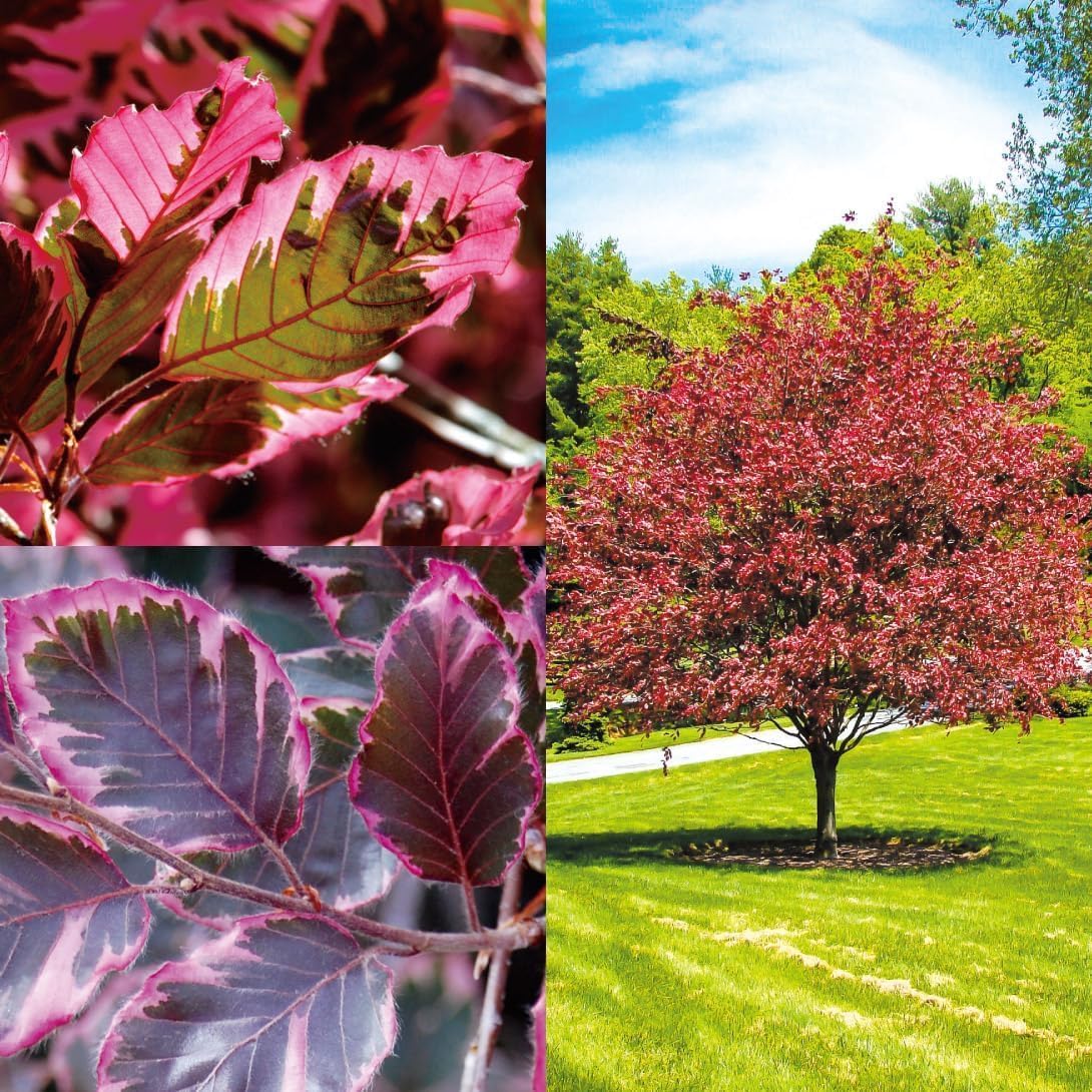 花木苗 ヨーロッパブナ トリカラー 1株