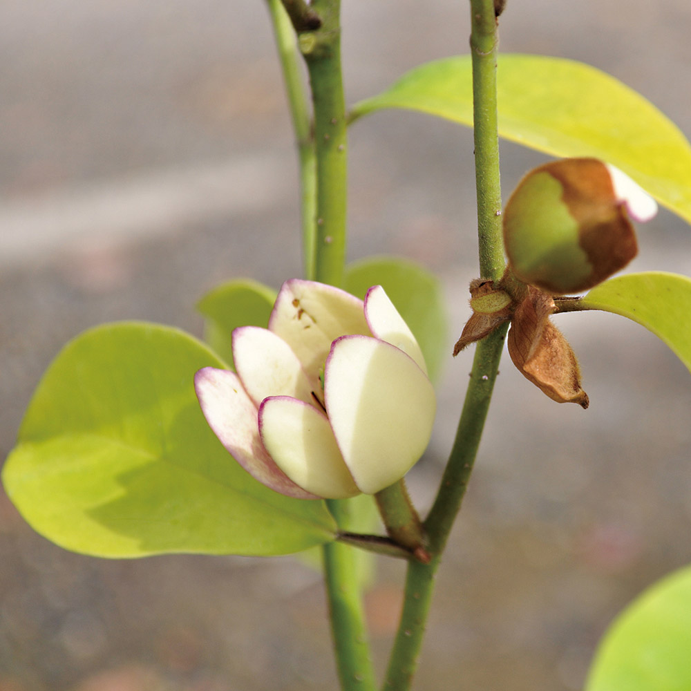 花木苗 オガタマ 四季咲きオガタマ 1株