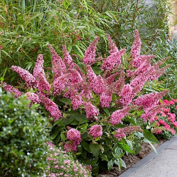 花木苗 ブッドレア バタフライキャンディーR リトルピンク 1株