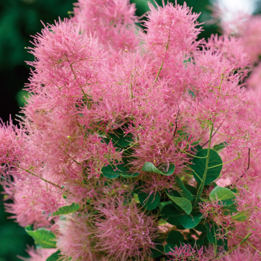 花木苗 スモークツリー スモーキージョー外 1株