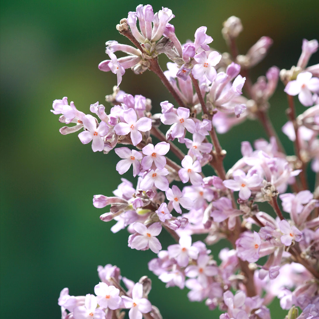 花木苗 長寿桜 1株
