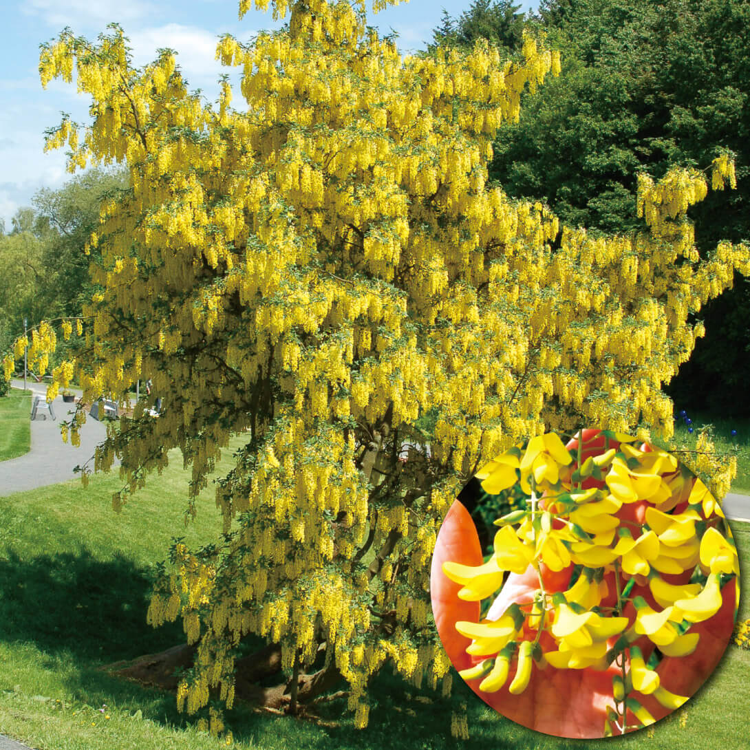 花木苗 キングサリ 1株