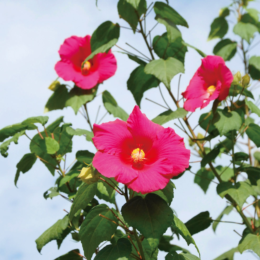 花木苗 ニホンフヨウ 赤花ニホンフヨウ 1株
