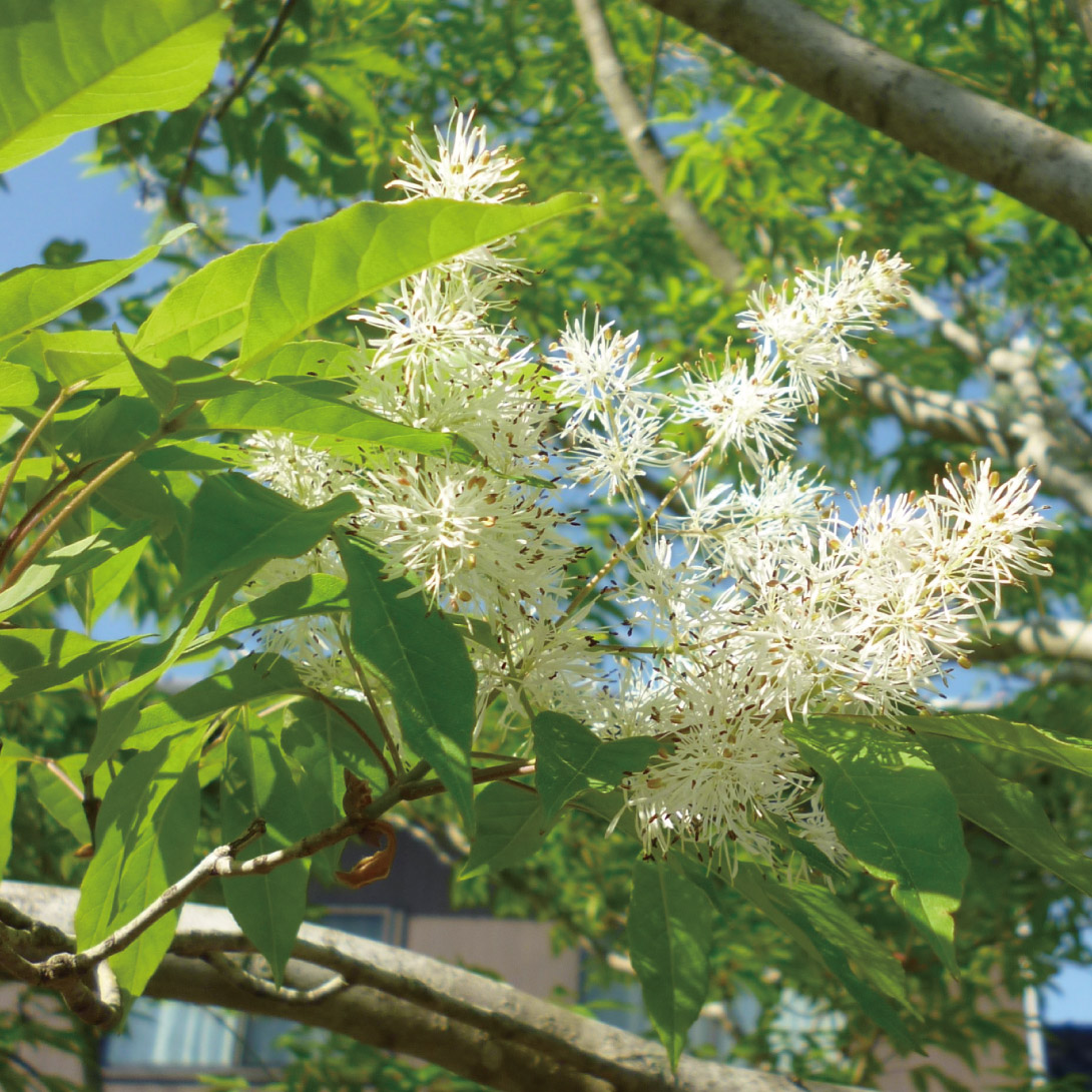 花木苗 アオダモ 1株