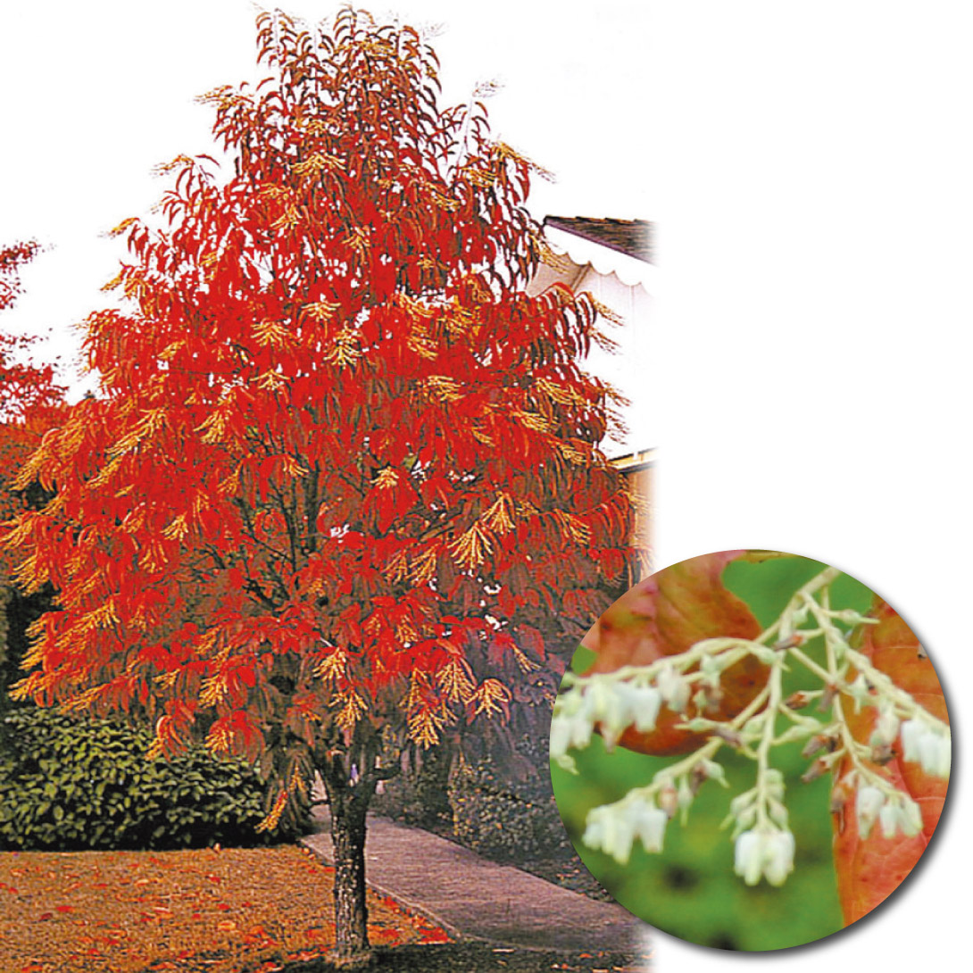 花木苗 オキシデンドルム アルポレウム スズランの木 1株