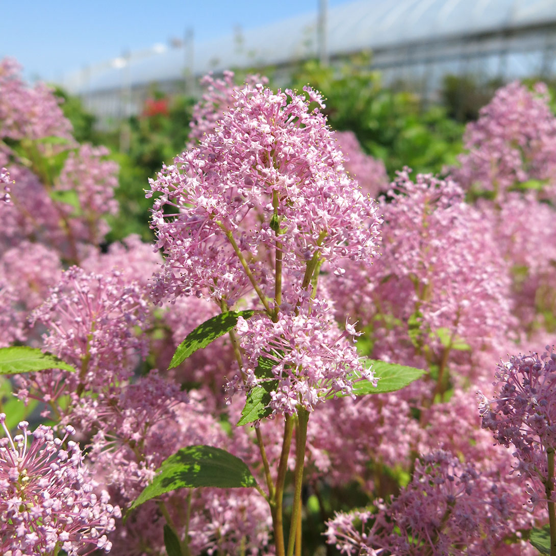 花木苗 セアノサス パールローズ 1株