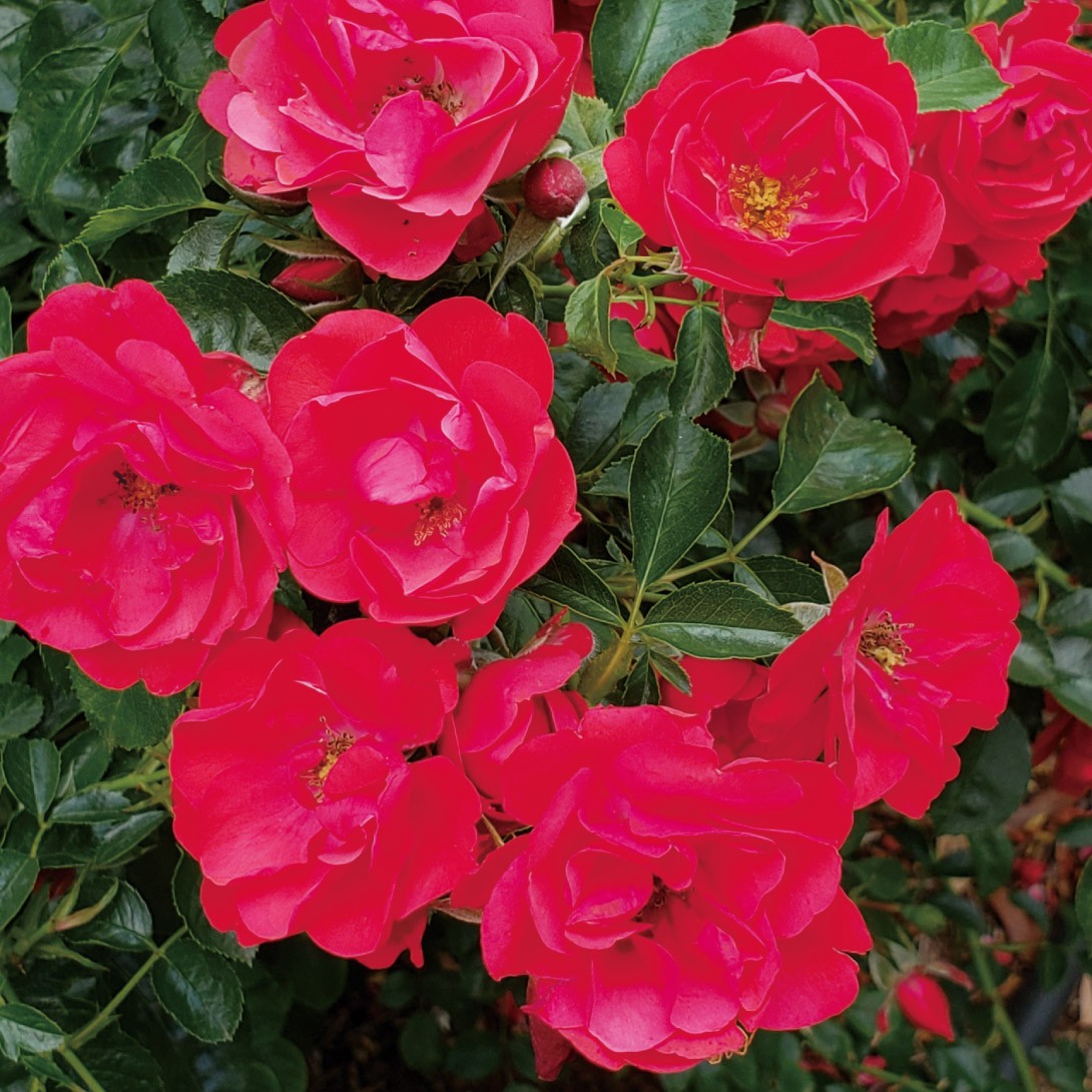 バラ苗 フラワーカーペットRローズ ミニチェリー 1株 品種登録出願予定