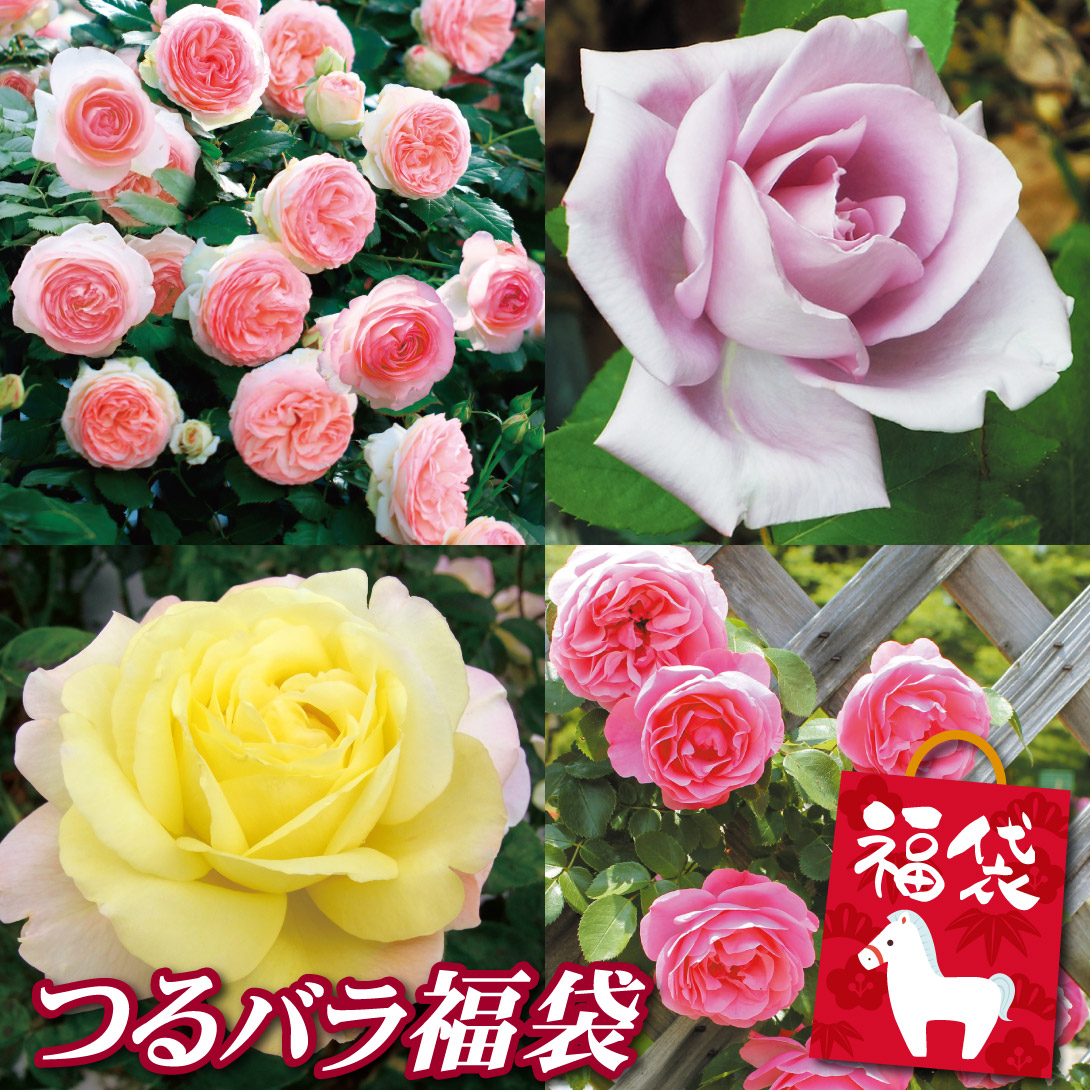 バラ苗 つるバラ福袋 3株