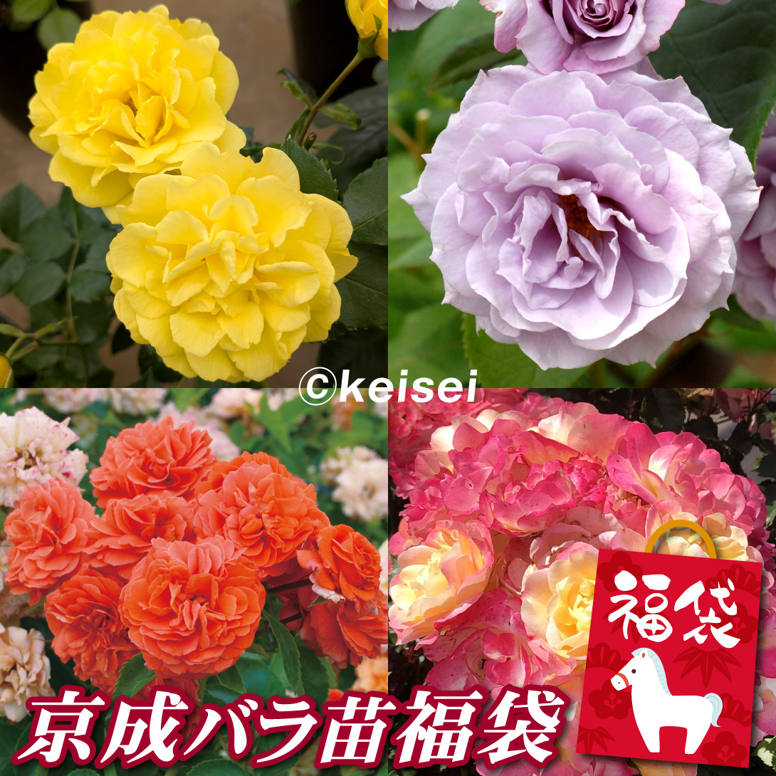 バラ苗 京成バラ苗福袋 2株