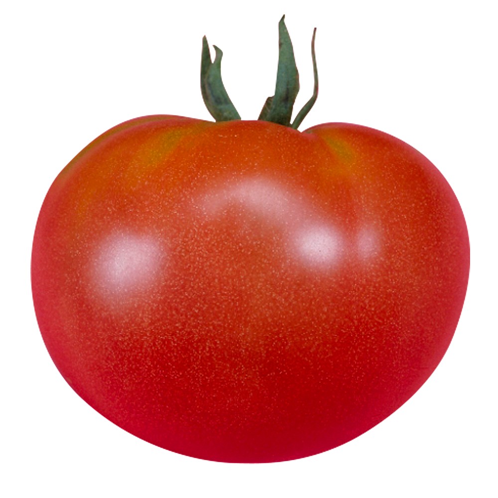 接木野菜苗 大玉トマト 接木F1サターン