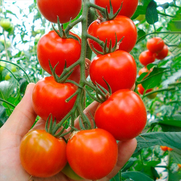 接木野菜苗 中玉トマト 接木F1Mr浅野のけっさく(R)Ⅱ