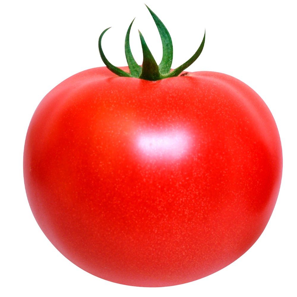 接木野菜苗 大玉トマト 接木F1こくうまパーフェクトEX