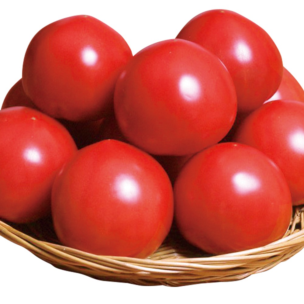 接木野菜苗 大玉トマト 接木F1パルト（農林水産省登録品種 登録名：SAKTOM011）PVP