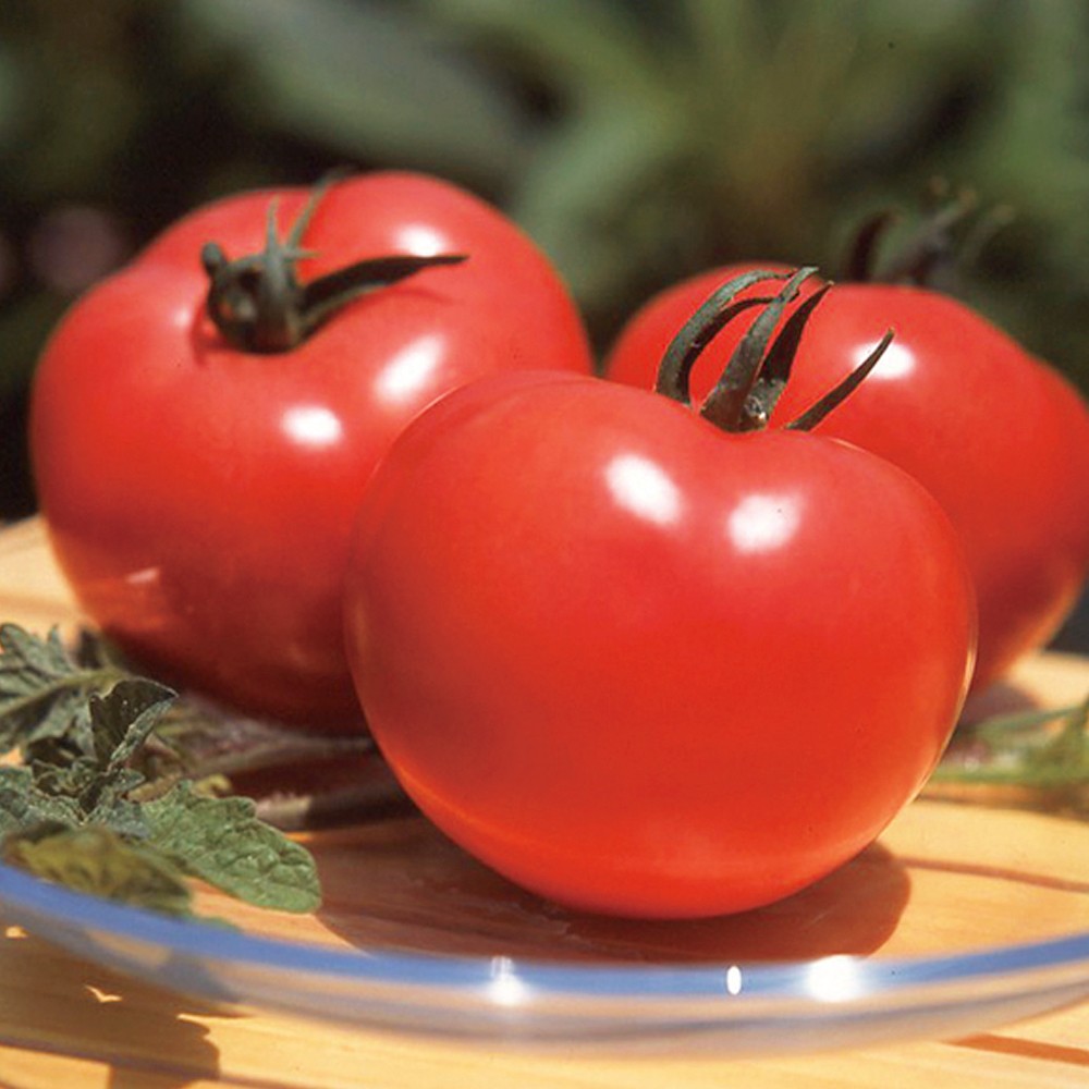 接木野菜苗 大玉トマト 接木F1麗夏