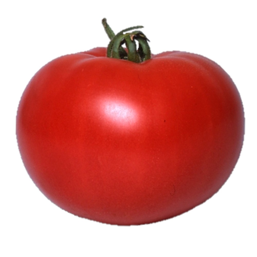 接木野菜苗 大玉トマト 接木F1CF北王