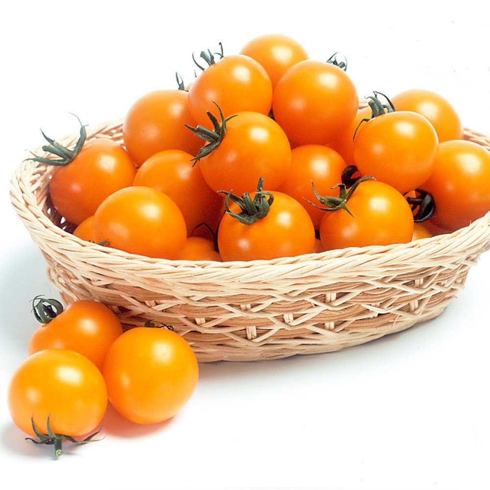 接木野菜苗 中玉トマト 接木F1シンディーオレンジ