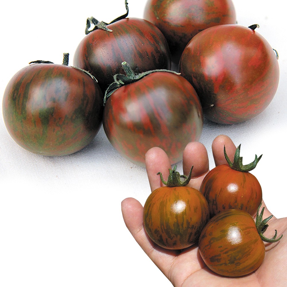 接木野菜苗 中玉トマト 接木F1フルーツゼブラ