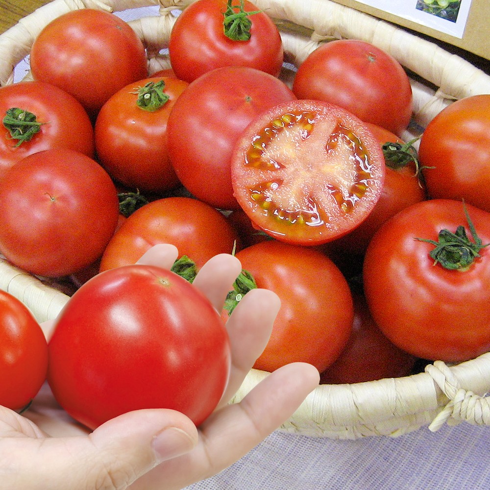 接木野菜苗 中玉トマト 接木F1セレブスイートR