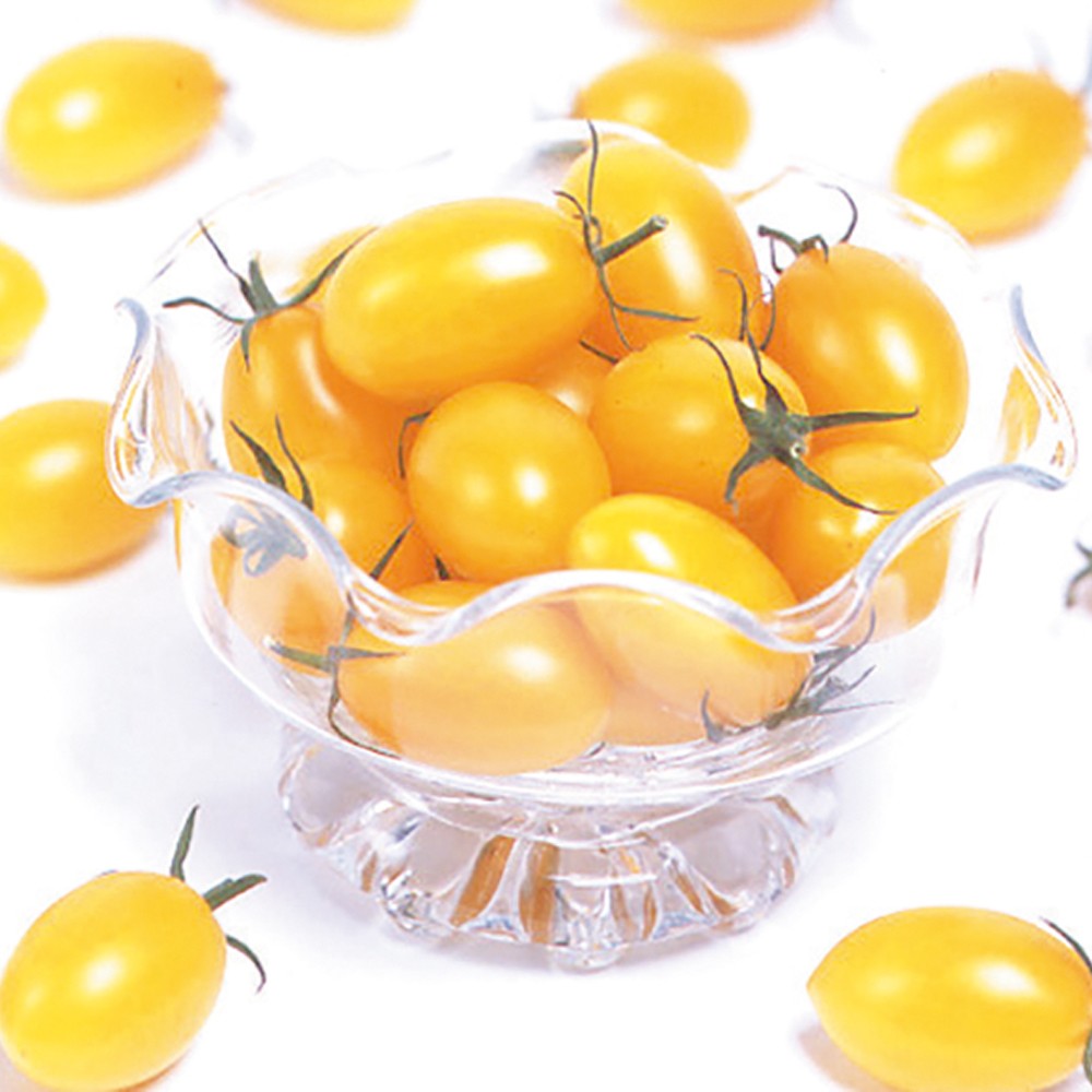 接木野菜苗 ミニトマト 接木F1イエローアイコ