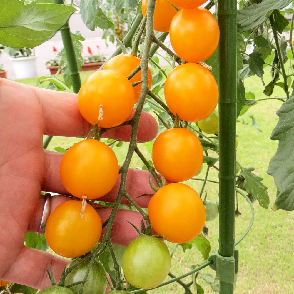 接木野菜苗 ミニトマト 接木F1きらら姫