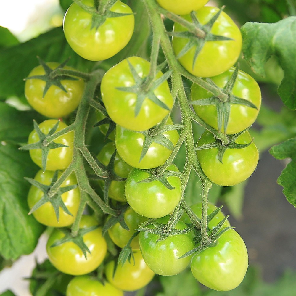 接木野菜苗 ミニトマト 接木F1ＣＦプチぷよグリーン