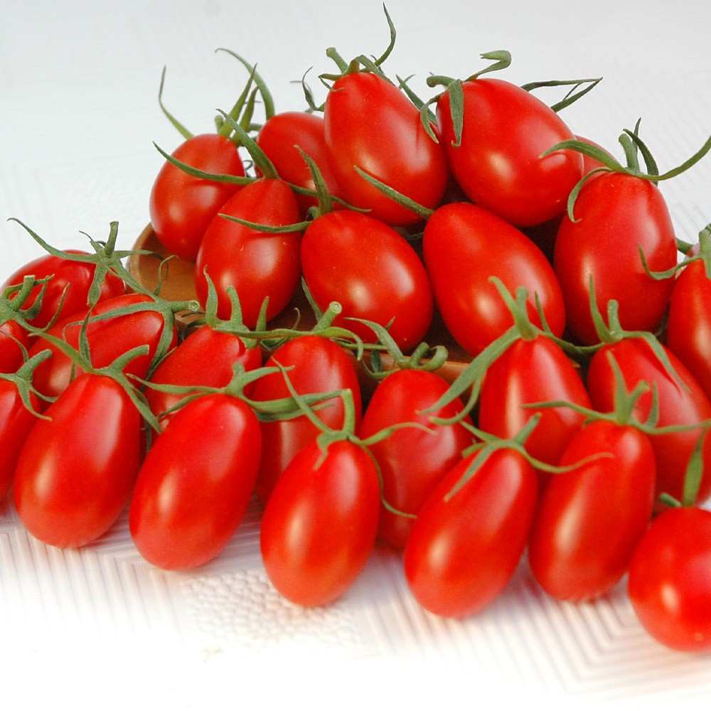 接木野菜苗 ミニトマト 接木F1ハニーキャンディ