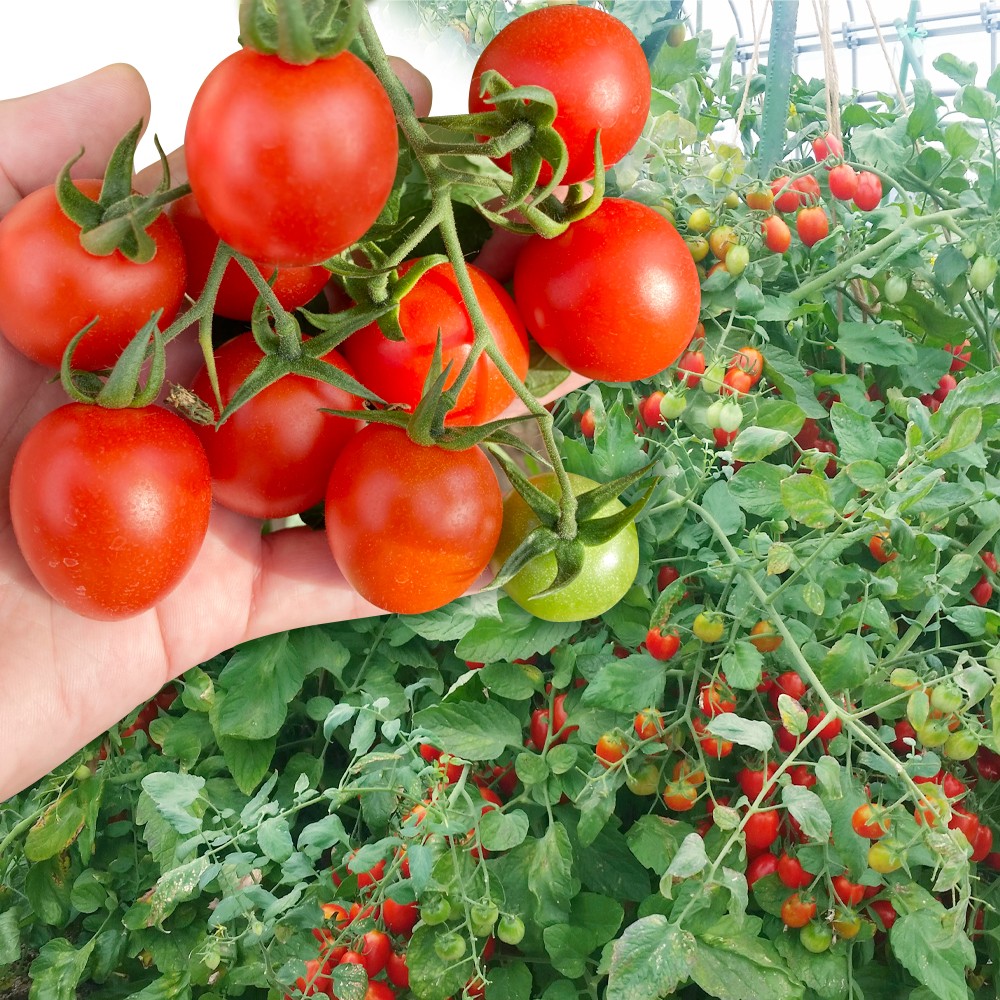 接木野菜苗 ミニトマト 接木F1ジャングルトマト