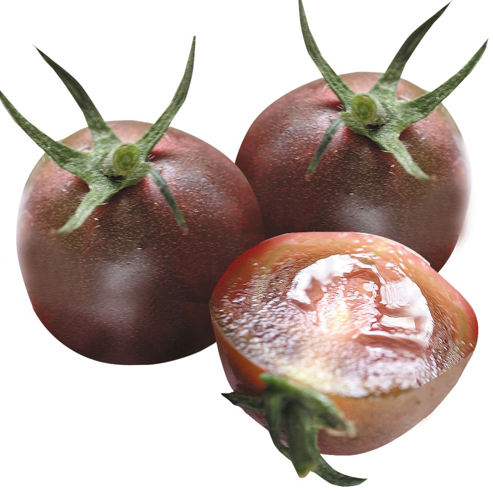 接木野菜苗 ミニトマト 接木F1ブラックナイト