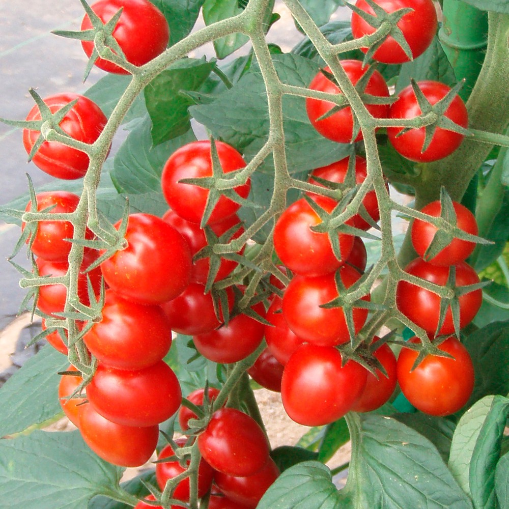 接木野菜苗 ミニトマト 接木F1アミティエ