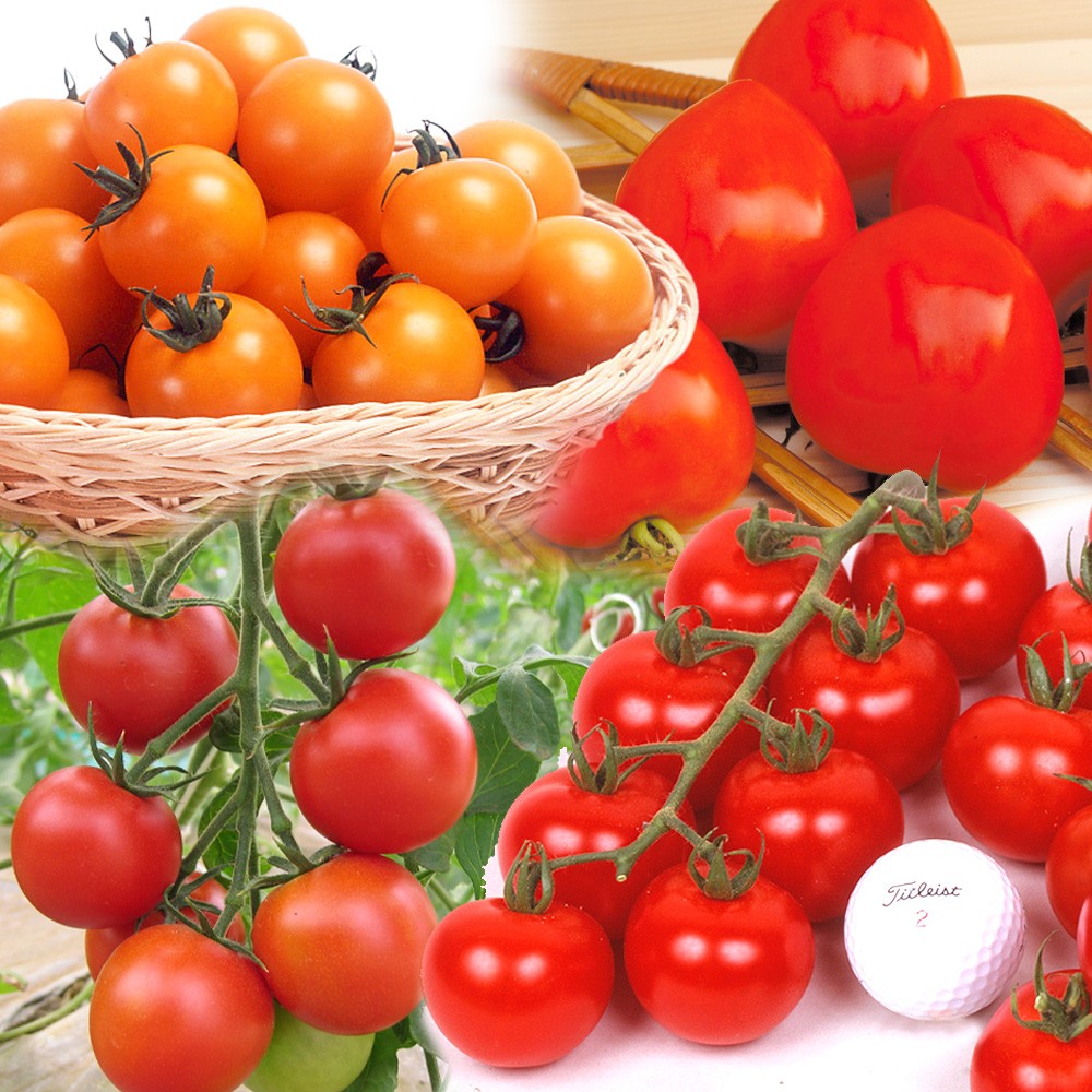 接木野菜苗 中玉トマト 接木中玉トマト苗お試しセット 4種4株（送料無料）