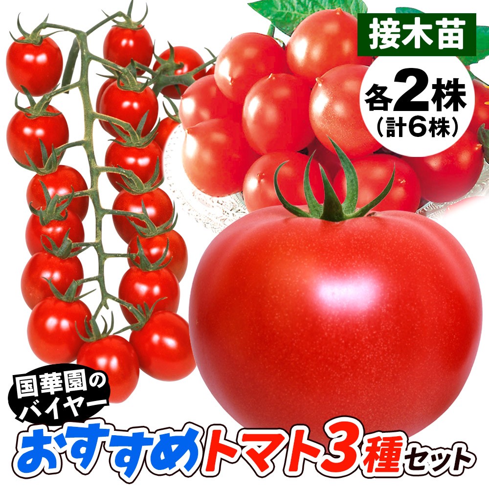 接木野菜苗 トマト 接木おすすめトマトセット 3種6株（送料無料）