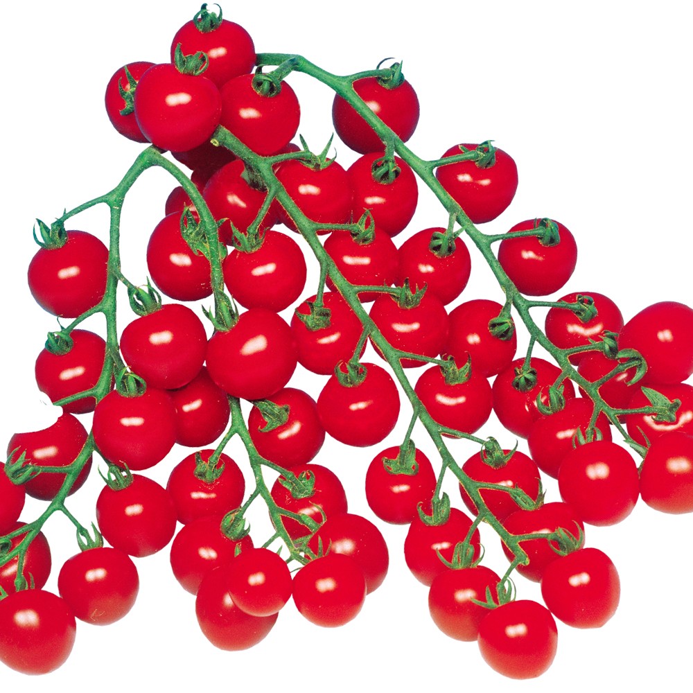 接木野菜苗（ケース販売）ミニトマト 接木F1こくうまチェリー 40株 送料込み