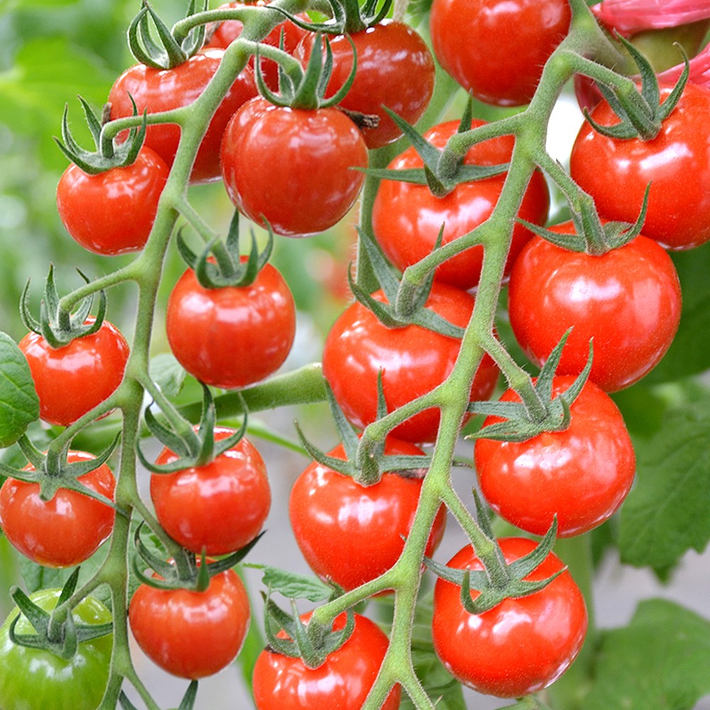 接木野菜苗（ケース販売）ミニトマト 接木F1CFプチぷよⅡ 40株 送料込み