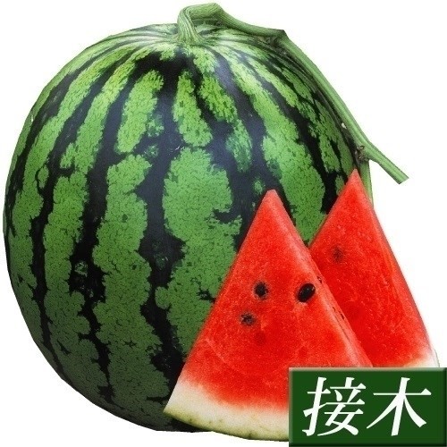 接木野菜苗 大玉スイカ 接木F1赤肉大玉