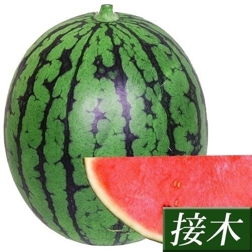 接木野菜苗 小玉スイカ 接木F1赤肉こだま