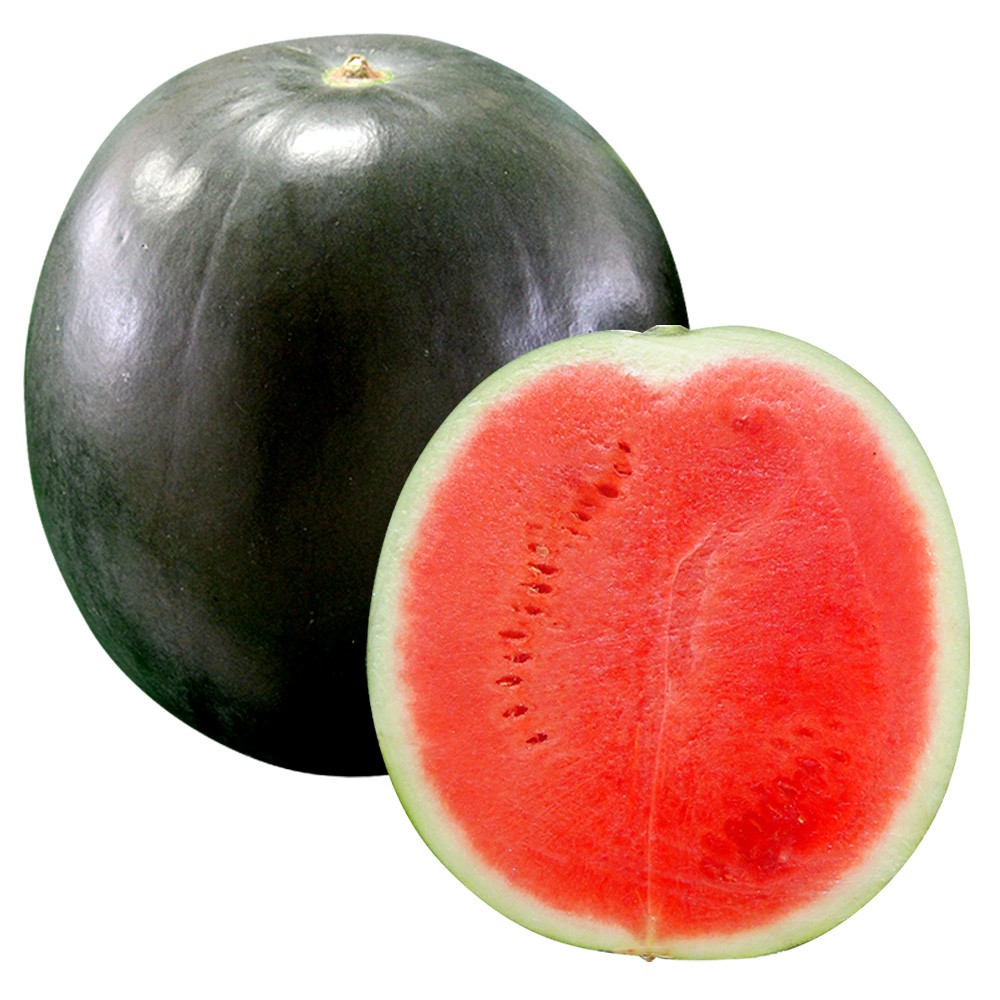 接木野菜苗 種なしスイカ 接木F1ブラックジャック