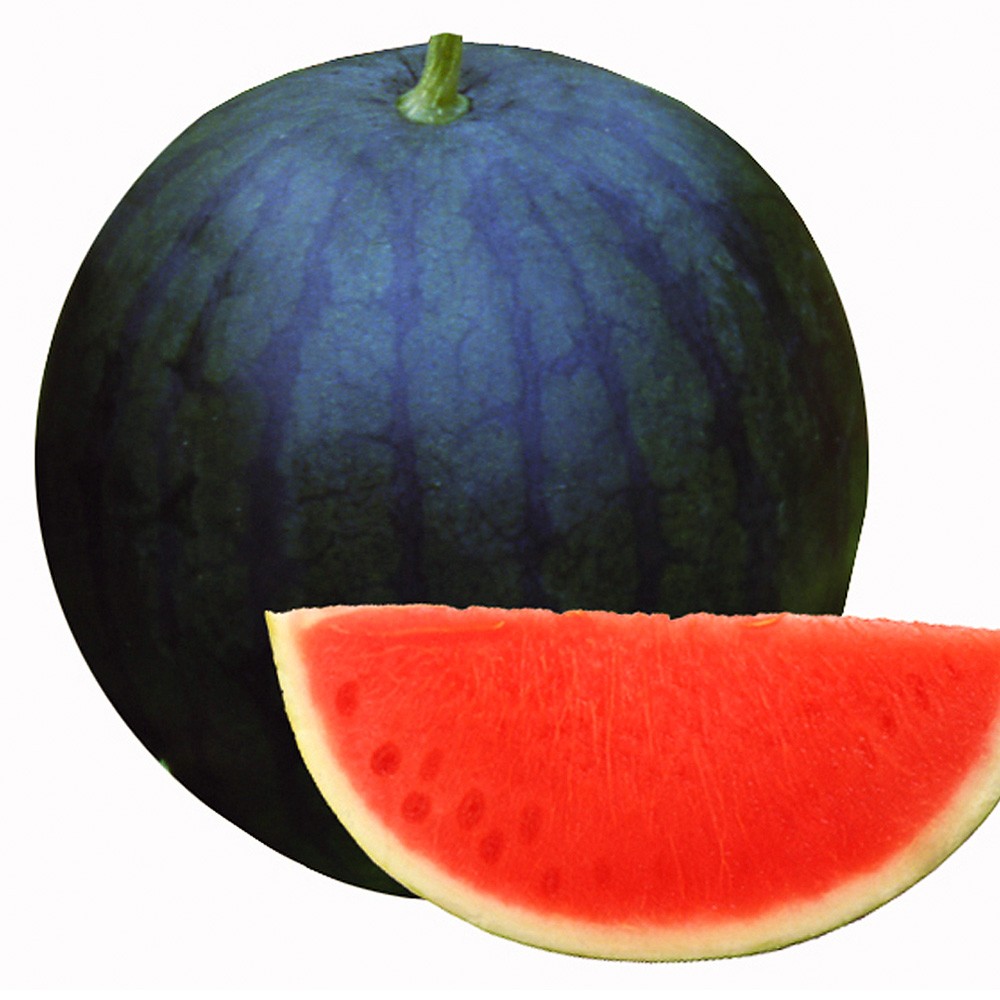 接木野菜苗 種なしスイカ 大玉 接木F1種なしサンバ