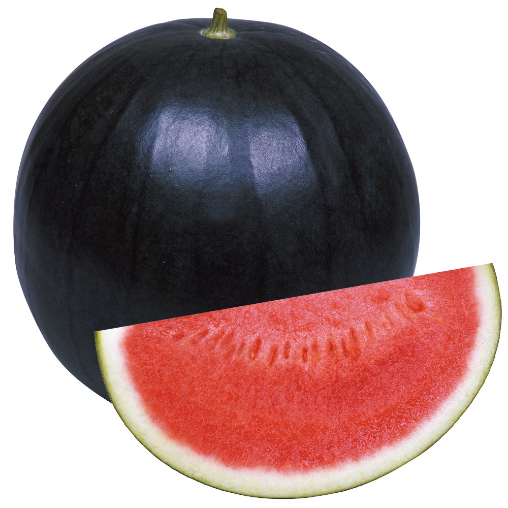 接木野菜苗 種なしスイカ 中玉 接木F1黒侍