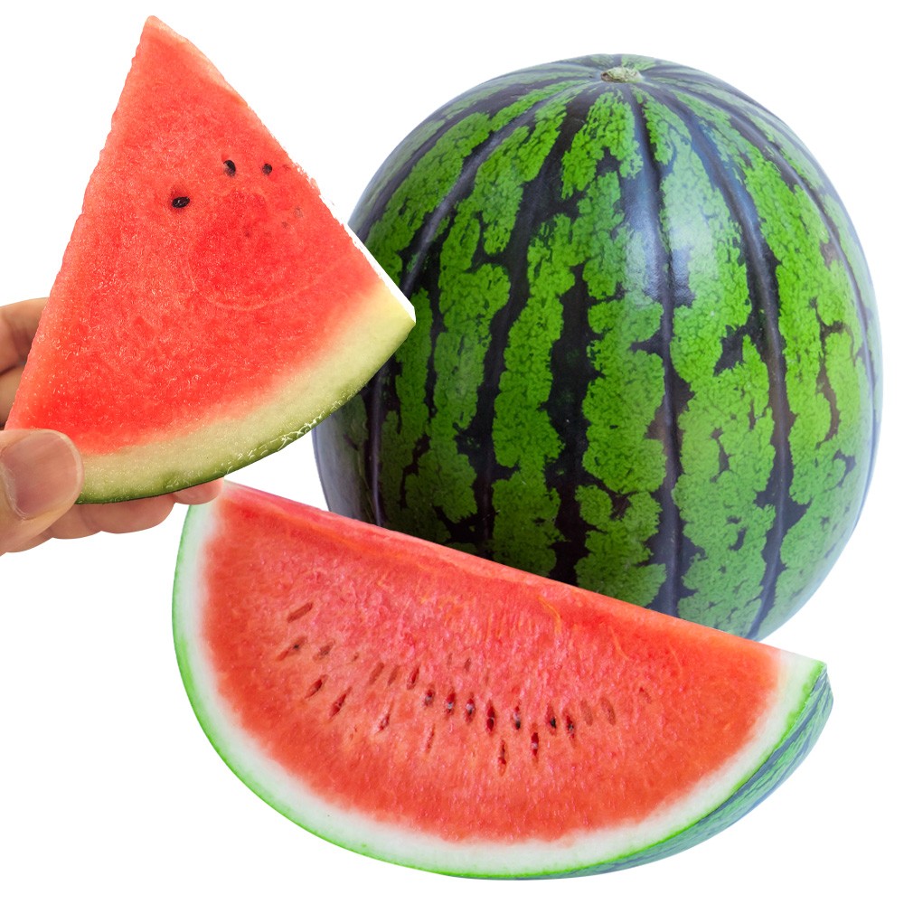 接木野菜苗 マイクロシードスイカ 接木F1ぷちっとR（登録名:HW-NS1）PVP