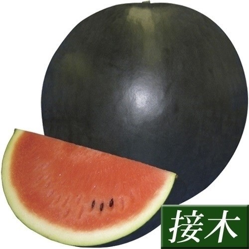 接木野菜苗 大玉スイカ 接木F1くろあますいか
