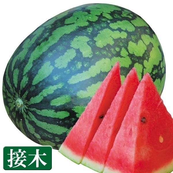 接木野菜苗 大玉スイカ 接木F1羅皇ロング