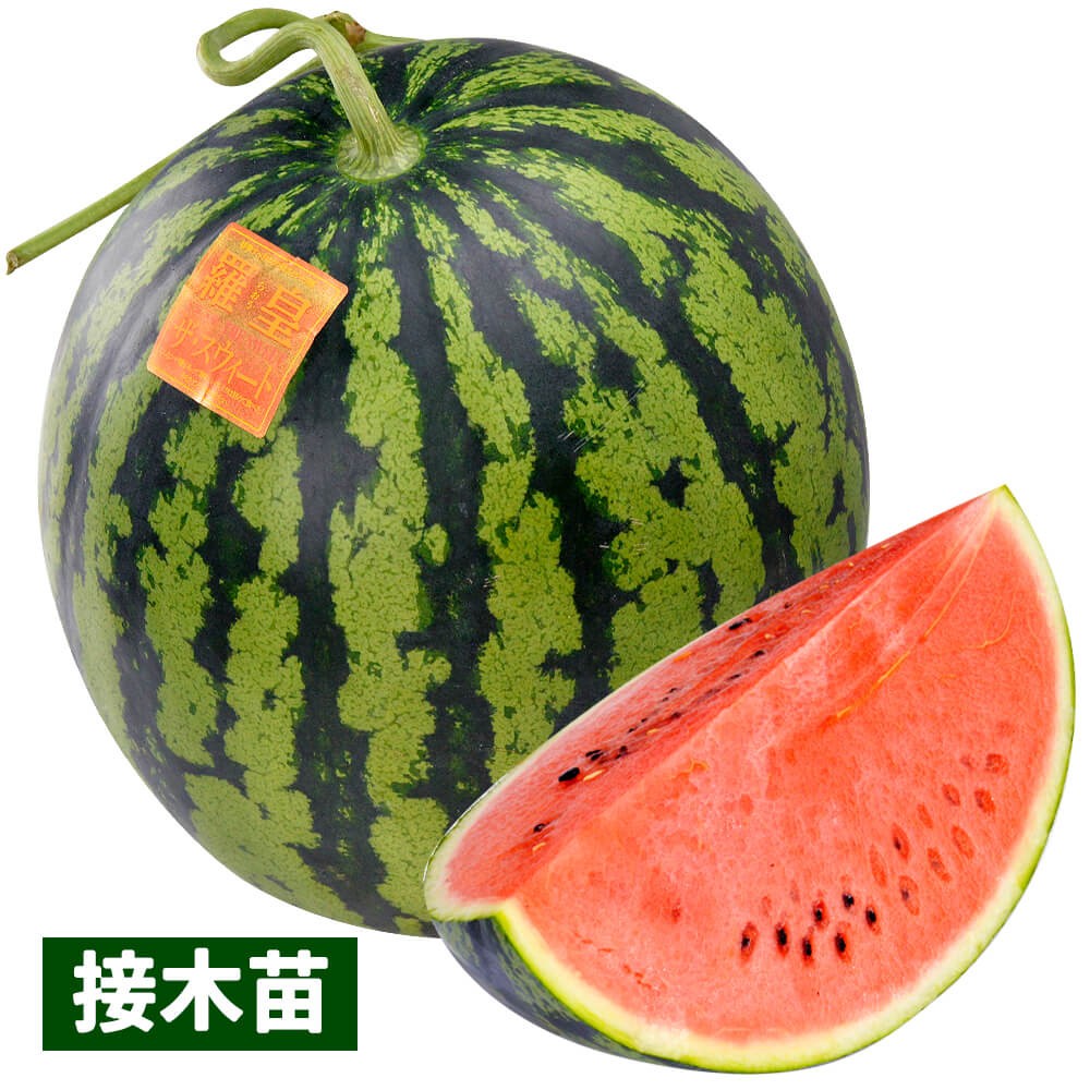 接木野菜苗 大玉スイカ 接木F1羅皇ザ・スウィート