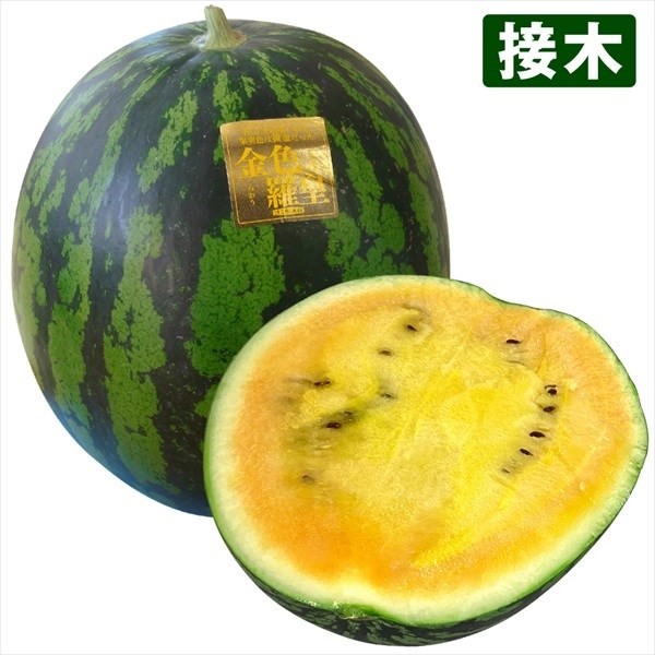 接木野菜苗 大玉スイカ 接木F1金色羅皇