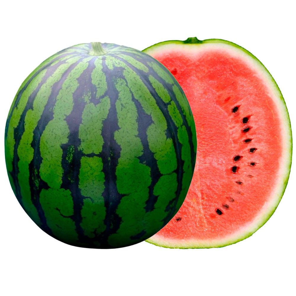 接木野菜苗 大玉スイカ 接木F1祭ばやし（R）UT