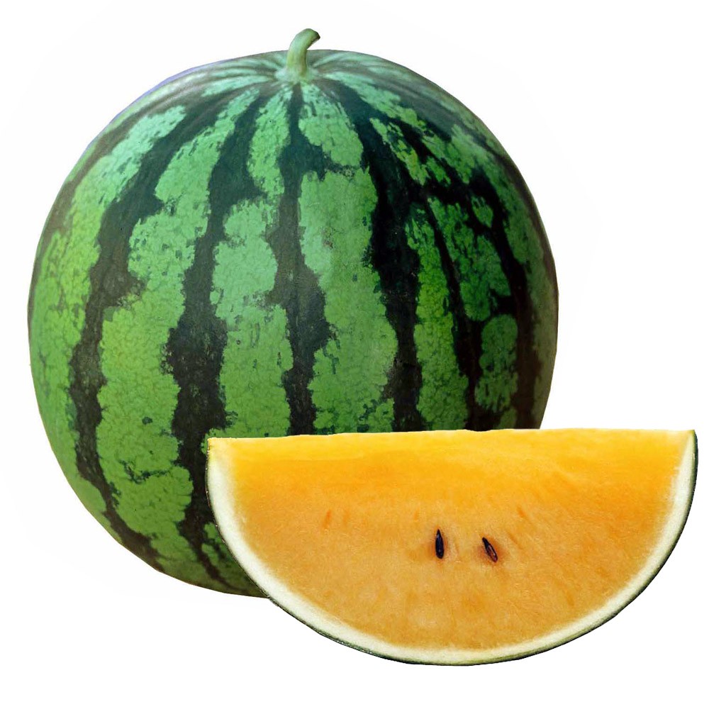 接木野菜苗 中玉スイカ 接木F1ゴールドサマー