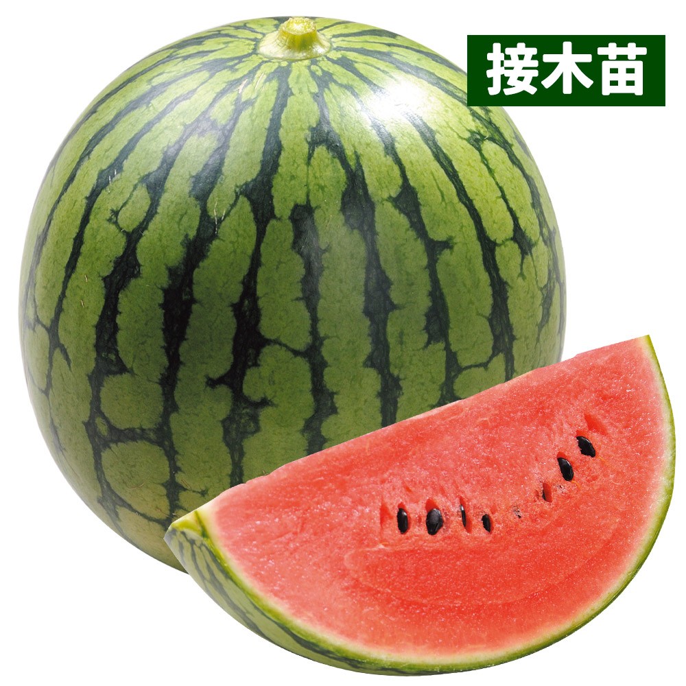 接木野菜苗 小玉スイカ 接木F1リトルプリンセス