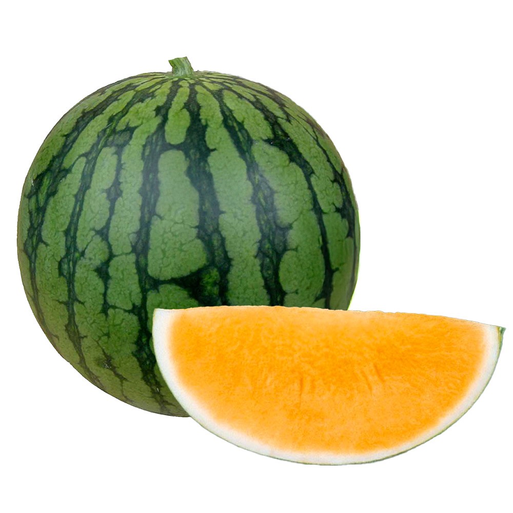 接木野菜苗 小玉スイカ 接木F1ベビーオレンジ